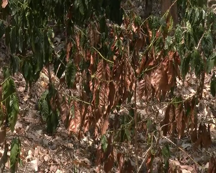 ಬಿಸಿಲಿಗೆ ಚಿಕ್ಕಮಗಳೂರು ಜಿಲ್ಲೆ ತತ್ತರ